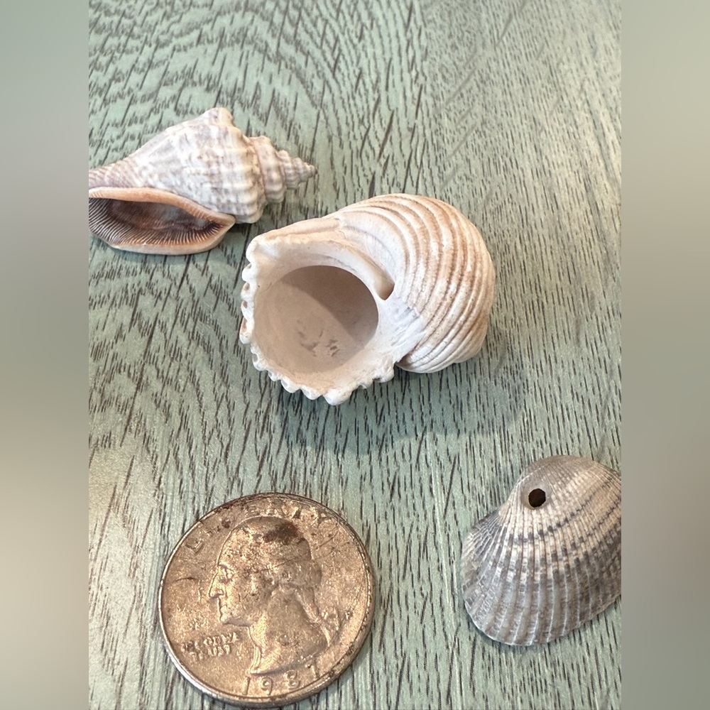 Lot Of 4 Shells Including A Murex Seashell Crafts Decor Shell - Picture 5 of 11